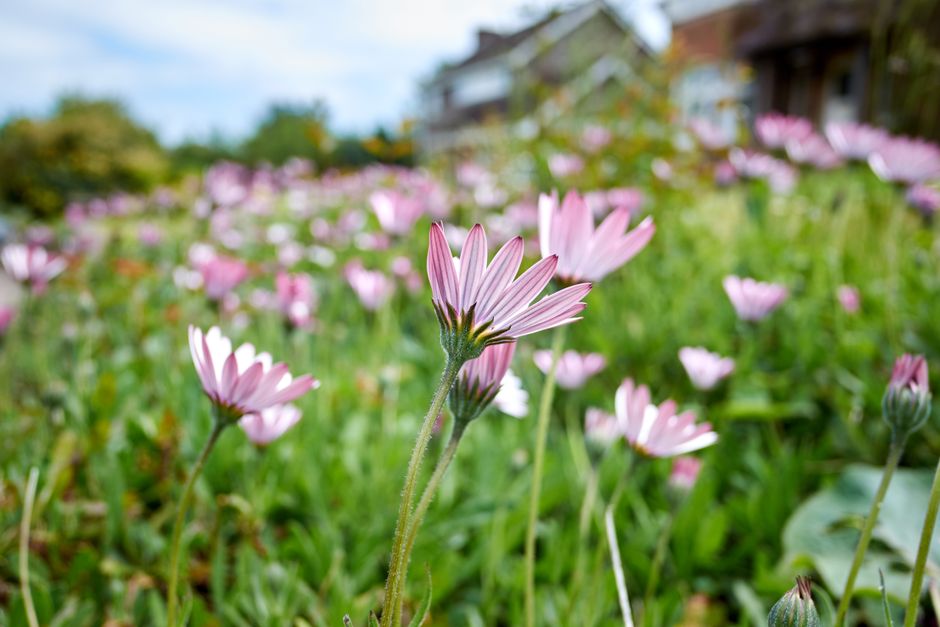 A close-up view of pink daisies with delicate, slender petals and green stems, set against a blurred background of a flower-filled garden. The daisies are fresh, with vibrant petals and slightly fuzzy