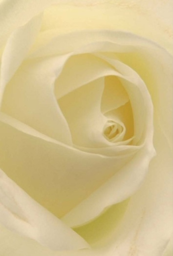 Viewed intimately, this classic white rose reveals the mastery of a Brondesbury florist's touch. Every petal-creamy at the base, lightening to a soft ivory at the edges-unfolds in gentle spirals, each delicate curve holding the memory of cool London mornings. A wash of diffused light bathes the rose, drawing out the slight matte finish that catches the eye without overwhelming it. The interplay between shadow and illumination is reminiscent of sunlight filtering across Brondesbury Park, creating an ever-deeper sense of dimension within the bloom. This composition channels both sophistication and comfort-a bouquet crafted for meaningful occasions: perhaps as an offering of sympathy for neighbours along the high street, or as a refined centrepiece for a gathering just off Dyne Road. The nearly translucent outermost petals speak of fragility and resilience, paired together in a harmonious balance that only nature and a skilled florist can achieve. With every inhalation, one can almost sense the clean, subtle fragrance-a reminder of fresh starts and sincere emotion, waiting to be delivered thoughtfully from Flower Delivery Brondesbury.